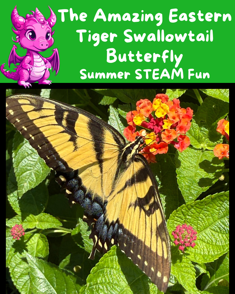 The Amazing Eastern Tiger Swallowtail 🦋